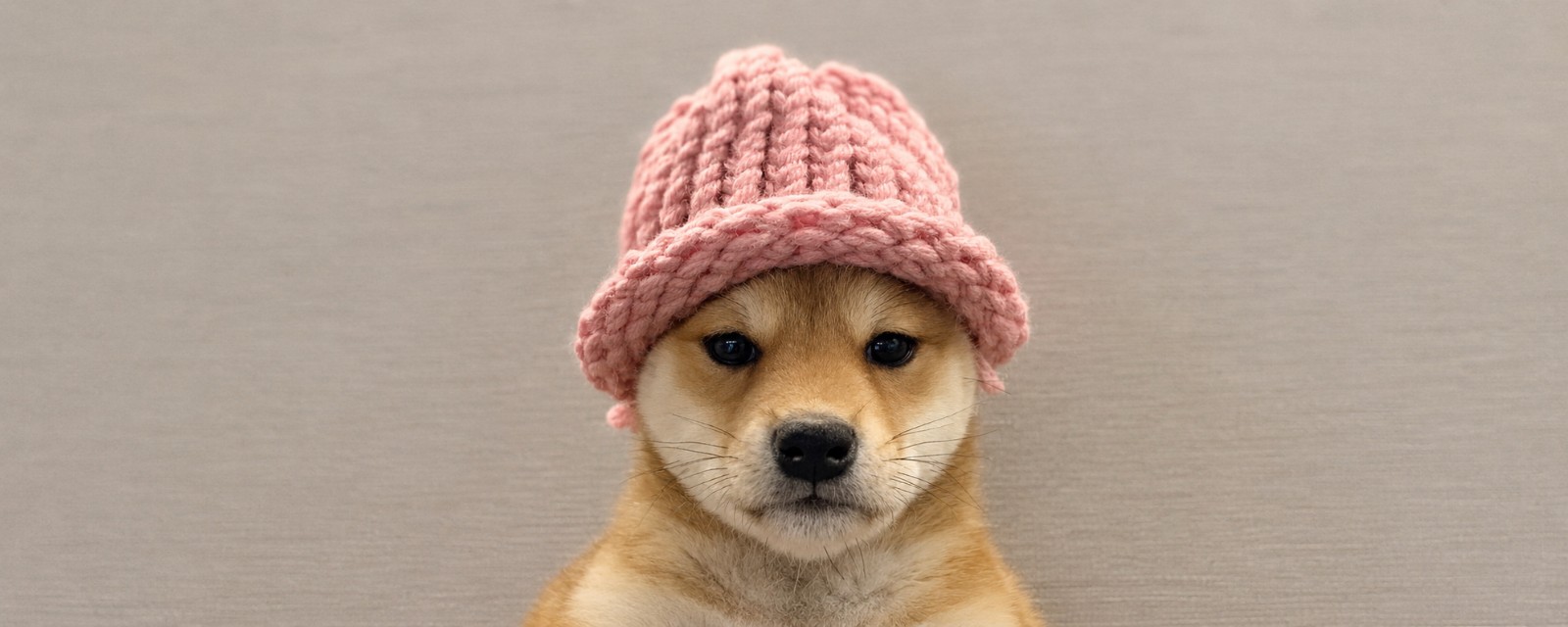 Dogwifhat banner